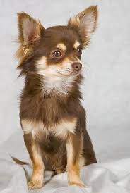 Voir Les Meilleurs Pour Votre Chihuahua Ici Chihuahua Papillon Source Google Image Https Chien Ouest Atlant Chiots Chihuahuas Chien Papillon Chihuahua