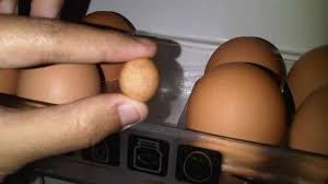 Mesin penetas telur berfungsi untuk menetaskan telur ayam, bebek, burung, dan unggas beberapa telur yang bisa ditetaskan dengan mesin tetas telur kami antara lain : Telur Ayam Terkecil Dimiliki Warga Depok