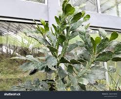 Image result for Brasiliopuntia