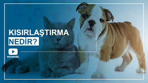 Umraniye Kedi Ve Kopek Kisirlastirma Umraniye Veteriner