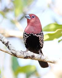 Garden Birds Of South Africa Pictures And Names Pink Throated Twinspot At Bonamanzi Game Reserve Kwazulu Natal South Africa The Scientific Name For The Pink Thro Beautiful Birds Bird Pictures Pretty Birds