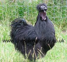 Both china and japan claim the origin of these unique bantams and historians have traced them back to marco polo. Black Silkie Large Fowl Chickens For Sale