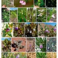 Image result for Pogonospermum attenuifolium