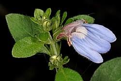 Image result for Justicia petiolaris