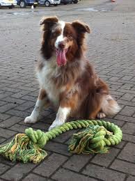 Name Hawk Breed Australian Shepherd Dog Australian Shepherd Dogs Australian Shepherd Shepherd Dog