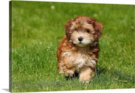 Maybe you would like to learn more about one of these? Red Havanese Puppy Wall Art Canvas Prints Framed Prints Wall Peels Great Big Canvas