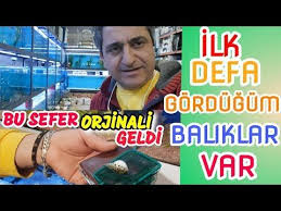 Pet Shop Gezimizde Zor Bulunan Baliklarla Karsilastim Akvaryum Baliklari Ciklet Turleri Akvaryum Egzotik Baliklar Akvaryum Baligi