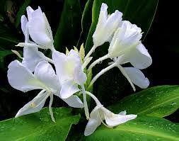 National flower of Angola... - Flower around the world ...