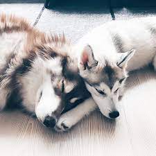 kuschelmodus on huskylife wir wunschen euch ein tolles wochenende cute animals dogs cute dogs