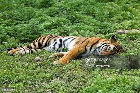 574 Sleeping Tiger Stock Photos, High-Res Pictures, and Images - Getty  Images | Cute sleeping tiger
