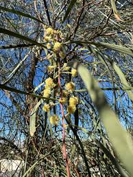 Image result for Gnidia stenophylla