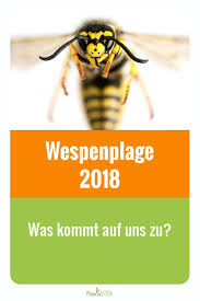 Wespenplage 2018 Was Kommt Auf Uns Zu Wespe Insektenstiche Behandeln Insektenstich