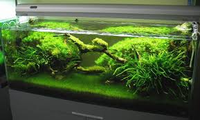 Ada Lighting At Aqua Forest And Nice Low Par Values Who Knew Aquarium Plants Barr Report Planted Aquarium Aquarium Nature Aquarium