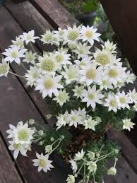 フランネル フラワー 天使 の ウィンク