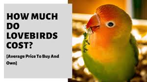 They offer boarding, which is wonderful since it is often hard to find someone to watch your pet parrot, and take time to socialize with the boarded parrots so they don't feel like they were abandoned. How Much Do Lovebirds Cost Average Price To Buy And Own