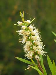 Image result for Wahlenbergia paludicola