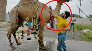 The description of camel qurbani 2017 videos app. Dangerous Camel Qurbani In Faisalabad Khandani Qasai Event Wheel