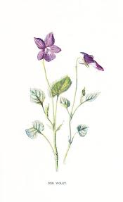 Violet flower tattoo design represents modesty. Pin By Gina Piva On Tattoo Ideas I Admire Violet Flower Tattoos Vintage Flower Tattoo Violet Tattoo