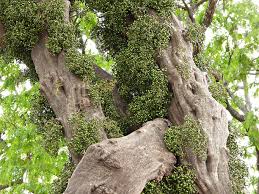 Image result for Tiliacora funifera