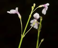 Image result for Dopatrium