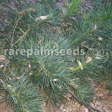 Image result for Macrotyloma stenophyllum