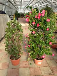 These gems are perfect for both container and garden planting, and although some varieties are considered to be fully hardy against frost. Properly Pruning Tropical Plants Heeman S