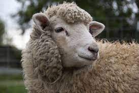 Buy Locally Sourced Sheep In Colorado Farm Bureau Insurance Navajo Churro Sheep Sheep Pasture Raised Meat