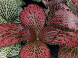 In inverno le piante da interni non necessitano di molta acqua, quindi il consiglio è d mantenere un'innaffiatura a settimana ma con una quantità inferiore di acqua. Fittonia Coltivazione