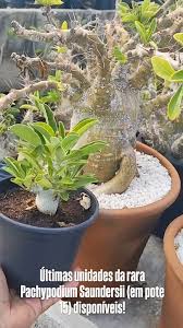 Image result for Pachypodium saundersii