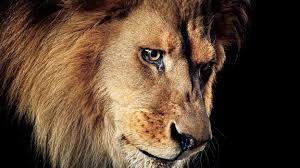 Tumblr is a place to express yourself, discover yourself, and bond over the stuff you love. The Crazy True Story Of The Zanesville Zoo Escape Gq