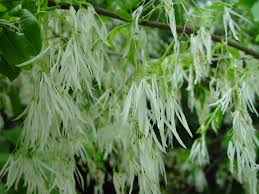 Image result for Chionanthus foveolatus