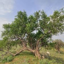 Image result for Salvadoraceae