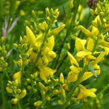 Image result for Tinnea vesiculosa