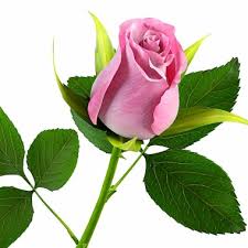 Gambar bunga mawar ungu bergerak. Gambar Wallpaper Bunga Mawar Red Flower Garden Roses Rose Plant 738760 Wallpaperuse