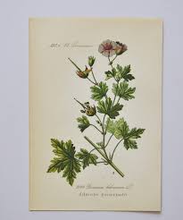 Image result for Geranium bohemicum Orhcid Blue