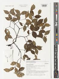 Image result for Alafia orientalis