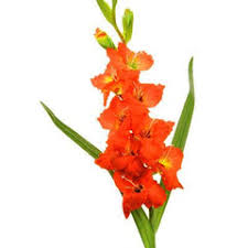 Image result for Gladiolus virgineus