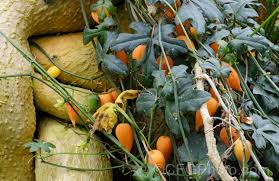 Image result for Kedrostis capensis