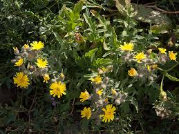 Image result for Blumea adamsii
