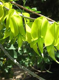 Image result for Crotalaria agatiflora