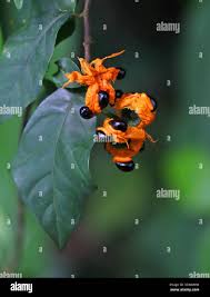 Image result for Turraea robusta