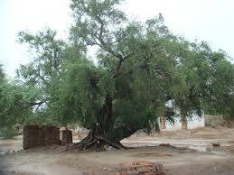 Image result for Salvadora australis