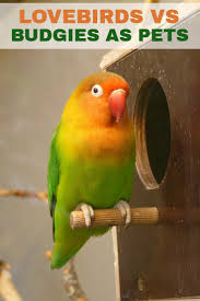 On average, a parakeet can cost anywhere from $20 to more than $400; Lovebirds Vs Budgies As Pets Pbs Pet Travel