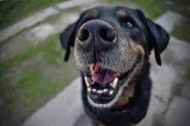 Your dog might think that you appreciate his kisses, but if he has bad breath, then getting up close and personal is the last diabetes if your dog's bad breath has a sweet or fruity smell to it, you need to make an appointment with your veterinarian. Dr Katy Answers Your Most Asked Vet Questions Freshpet