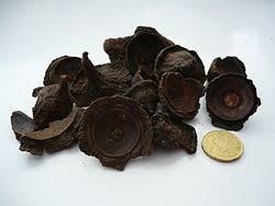 Image result for Ocotea