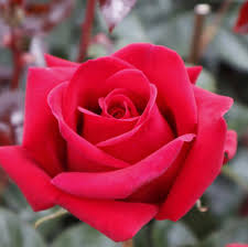 Rose Barni - La rosa rossa è simbolo di amore e di... | Facebook