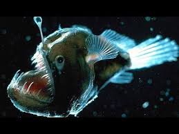Top 10 Most Dangerous Sea Creatures Amazing Animal Documentary 2016 Youtube Deep Sea Creatures Scary Fish Ocean Creatures