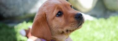 Orange county nc real estate & homes for sale. Puppy Raising Guide Dogs Of America
