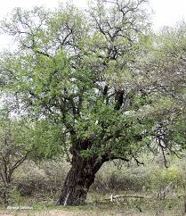 Image result for Spirostachys