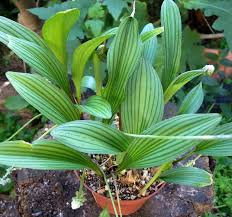 Image result for Drimiopsis